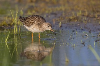 Ruff, Philomachus pugnax, Combattant varié, Chevalier combattant, Combatiente Lesbos, Greece,
