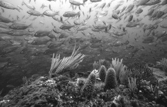 Coral reef, South Africa, Port Elizabeth, Ibhayi, Madiba Bay, Indian Ocean, Africa