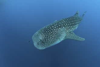 Whale shark, Rhincodon typus, Richelieu Rock, Andman Sea, Thailand, Asia