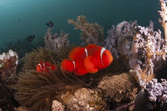 Anemonefish at the Lockheed P-38 Lightning Fighter aircraft wreck, Marovo Lagoon, Solomon Islands,