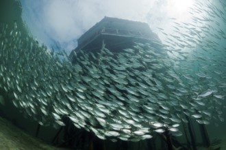 Shoal of yellow-striped herring mackerel in the lagoon of Ahe Island, Selaroides leptolepis,