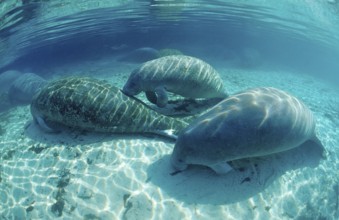 Round-tailed manatee, Trichechus manatus latirostris, USA, Florida, FL, Crystal River, North