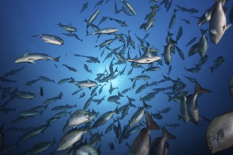 Shoal of bluegill, Kyphosus analogus, San Benedicto, Revillagigedo Islands, Mexico, Central America