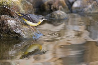 Grey wagtail, (Motacilla cinerea), biotope, animals, birds, songbird species, family of wagtails