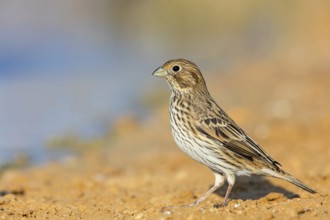 Corn bunting, (Emberiza calandra), bunting, animals, birds, bunting family, Celias Waterhole, Ezuz,
