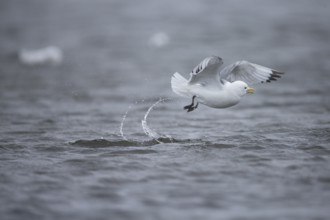 Black-legged kittiwake (Rissa tridactyla)