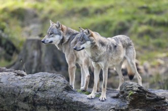 European gray wolf (Canis lupus)