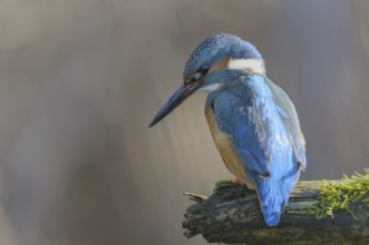 Kingfisher (Alcedo atthis)