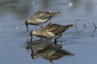 Ruff, winter plumage (Philomachus pugnax)