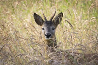 Roebuck (Capreolus capreolus)
