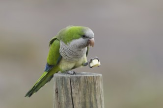 Monk parakeet, snacking (Myiopsitta monachus)