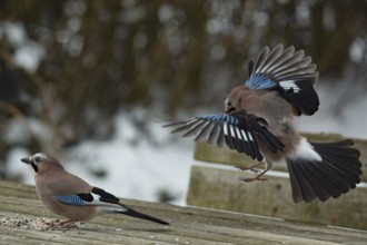 Eurasian jay (Garrulus glandarius)
