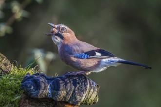 Eurasian jay swallows acorn (Garrulus glandarius)