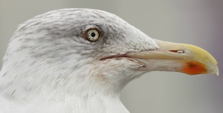 Herring Gull (Larus argentatus)