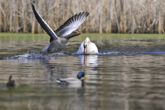 Mute swan and grey goose (Anser anser, Cygnos olor)