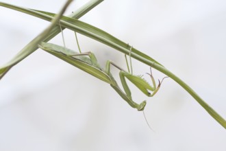 Praying mantis (mantis religiosa)