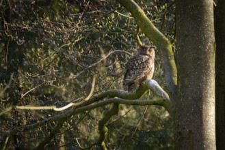 Eurasian Eagle-owl - adult animal (Bubo bubo)