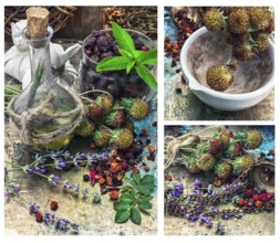 Collage with the collected harvest medicinal herbs for medicinal and tonic decoctions