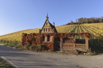 Vineyards in Autumn, View from the Wartberg, Heilbronn, Baden-Württemberg, Germany, Europe
