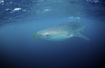 Whale shark with pilot fish, Rhincodon thypus, Maldives, Indian Ocean, Meemu Atoll, Asia