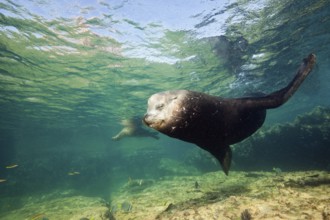 California sea lion bull, Zalophus californianus, La Paz, Baja California Sur, Mexico, Central