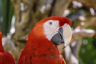 2 scarlet macaws Ara macao, red, yellow, and blue parrots sitting on the brach in tropical forest,