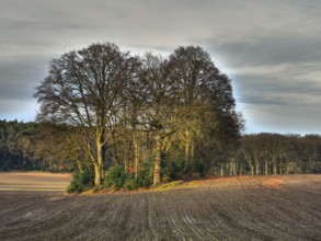 A group of trees stands alone in a wide harvested field, Reken, münsterland, germany