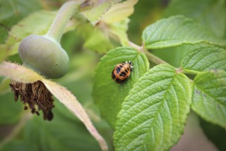 A ladybug pupa on a wild rose bush leaf