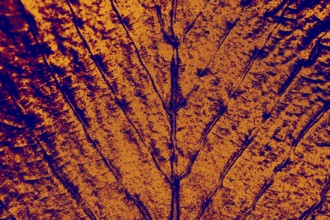 Macro view of dry leaf texture