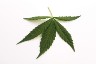 Cannabis leaf, marijuana leaf isolated on white