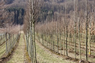 Tree nursery, Germany, Europe