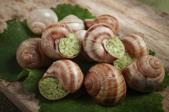 Grape snails stuffed in Burgundy, on a wooden board, French cuisine, no people