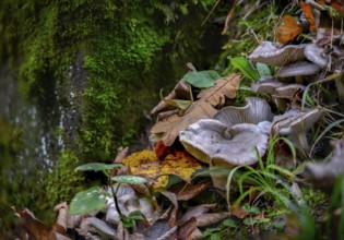 White mushrooms and autumn leaves spread over a moss-covered forest floor, Perlbachtal, Lower