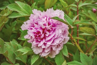 Pink Flower among the Green Leaves Szekesfehervar, Hungary, Europe