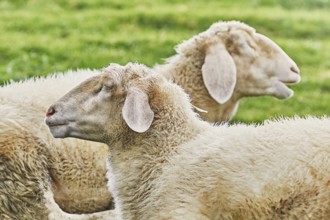 White Sheeps Resting on the Slope of a Hill Obermaiselstein, Germany, Europe