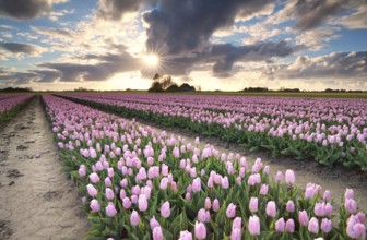Sunshine over tulip field, Netherlands