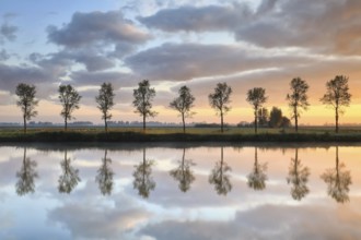 Tree row reflected in river at sunrise