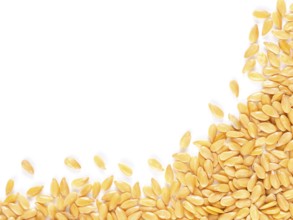 Golden flax seed with copy space. Isolated one edge. Top view or flat lay
