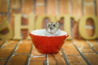 Djungarian hamster image. Shooting Location: Yokohama-city kanagawa prefecture