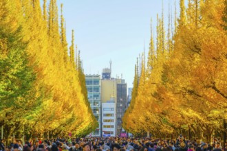 Ginkgo Shrine outer garden ginkgo row of trees. Shooting Location: Tokyo metropolitan area