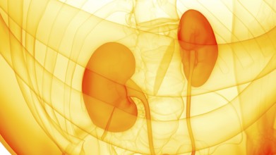 3D Illustration Concept of Human Urinary System Kidneys Anatomy