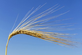 Barley field in front of harvest, barley, ear, ears, cornfield, food, cornfield, Austria, Europe