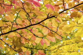 Persian ironwood (Parrotia persica), Treptower Park, Berlin, Berlin, Germany, Europe
