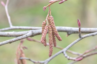 Red alder (Alnus rubra), Tharandt Forest Park, Germany, Europe