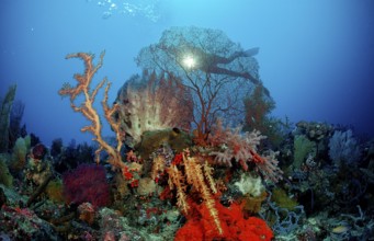 Diver and coral reef, Indonesia, Wakatobi Dive Resort, Sulawesi, Indian Ocean, Banda Sea, Asia