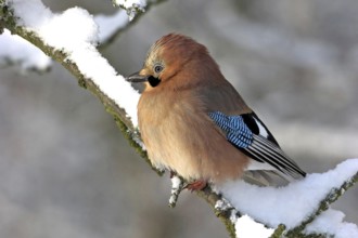 Jay, European Jay, Jay, eurasian jay (Garrulus glandarius), Geai des chênes, Arrendajo Común,