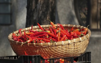 A basket with red hot chili peppers at a local market