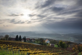 Autumn atmosphere, sunlight breaking through clouds, foliage colouring in the vineyard, St