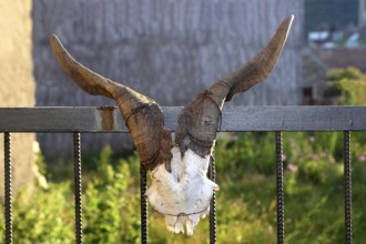 Goat horn fertility symbol metaphor tied on entrance fence door