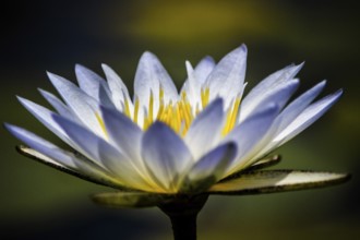 Close-up of Water Lily (Nymphaeaceae) with white leafs and green blurry background